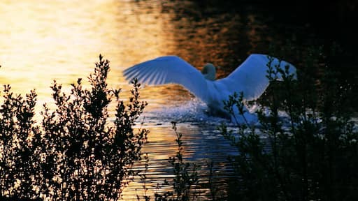 Beautiful lake for a walk, lots of birds and wildlife to be seen.