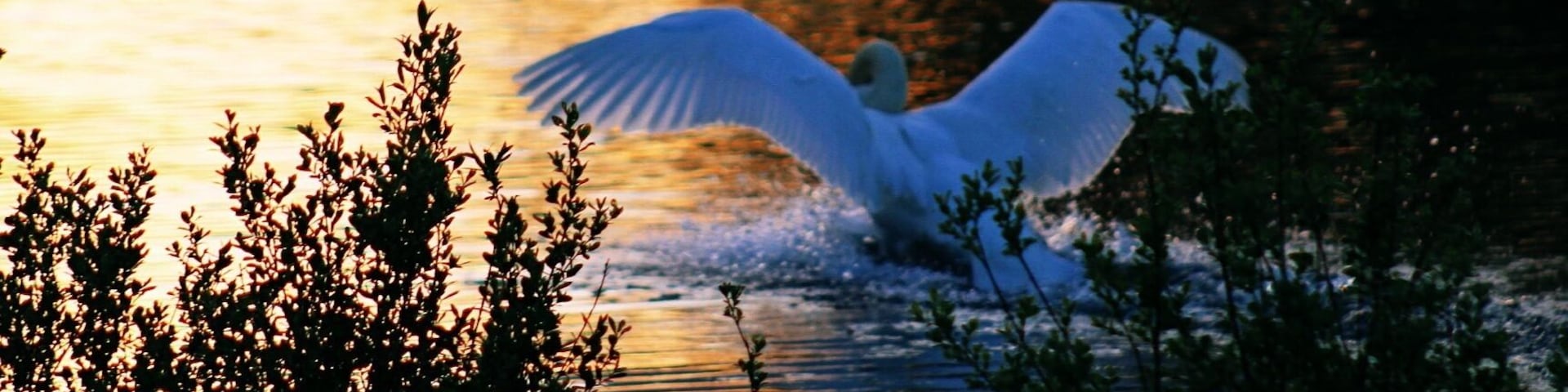 A swan in flight over a body of water with reflections of trees and foliage.