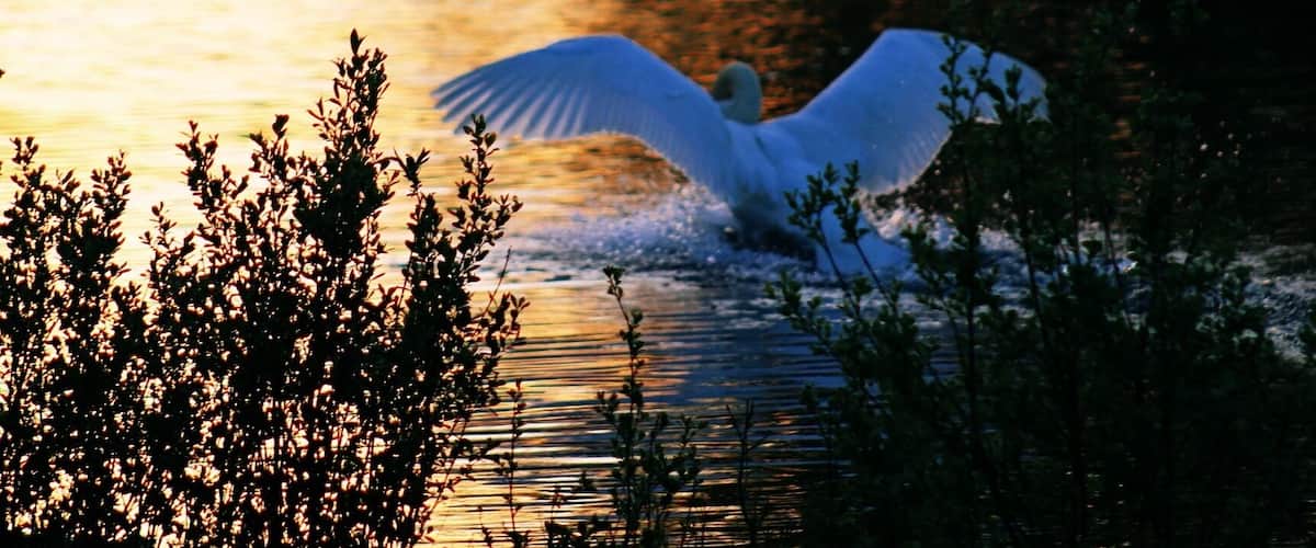 A swan in flight over a body of water with reflections of trees and foliage.
