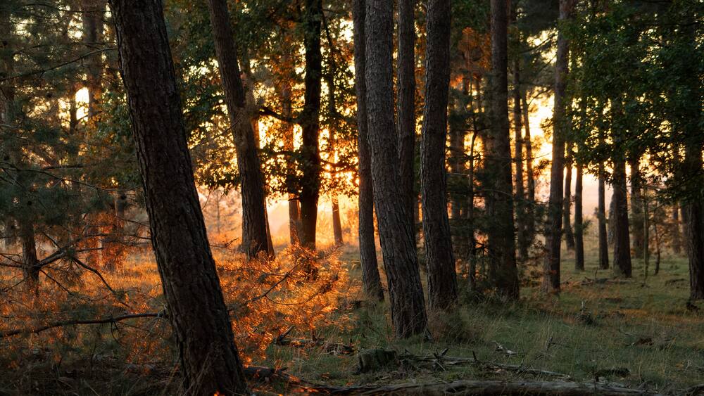 The sun shining trough the trees at nature reserve and former defense work "Heumense Schans" in the town of Molenhoek, Limburg, the Netherlands.