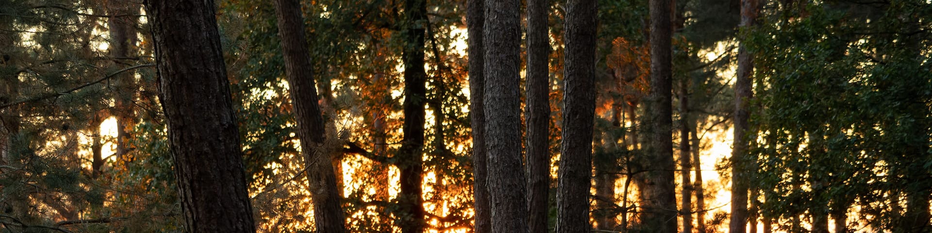 The sun shining trough the trees at nature reserve and former defense work "Heumense Schans" in the town of Molenhoek, Limburg, the Netherlands.