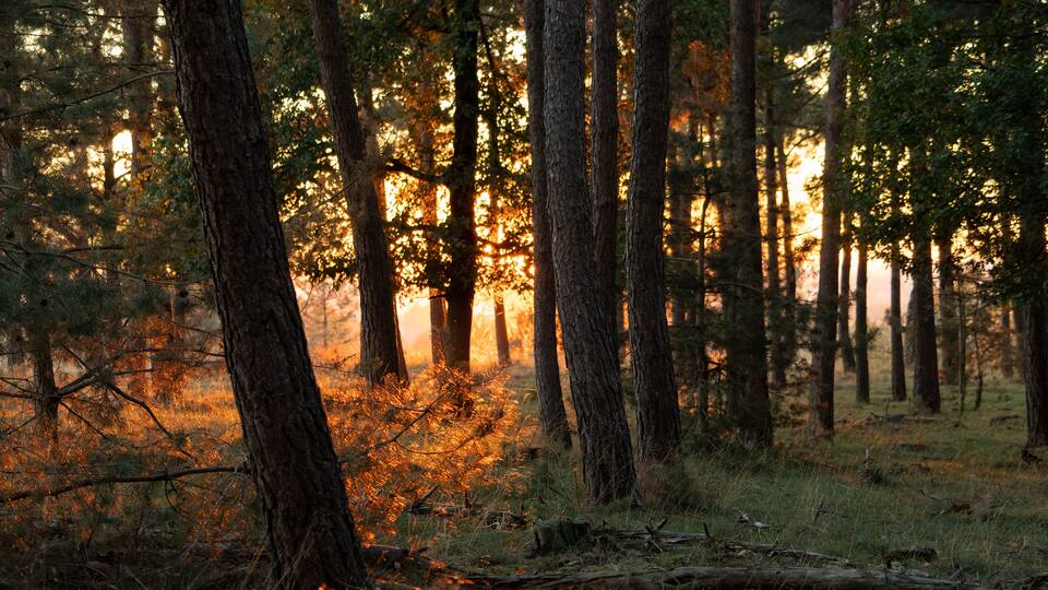 A forest with tall trees and sunlight filtering through the leaves.