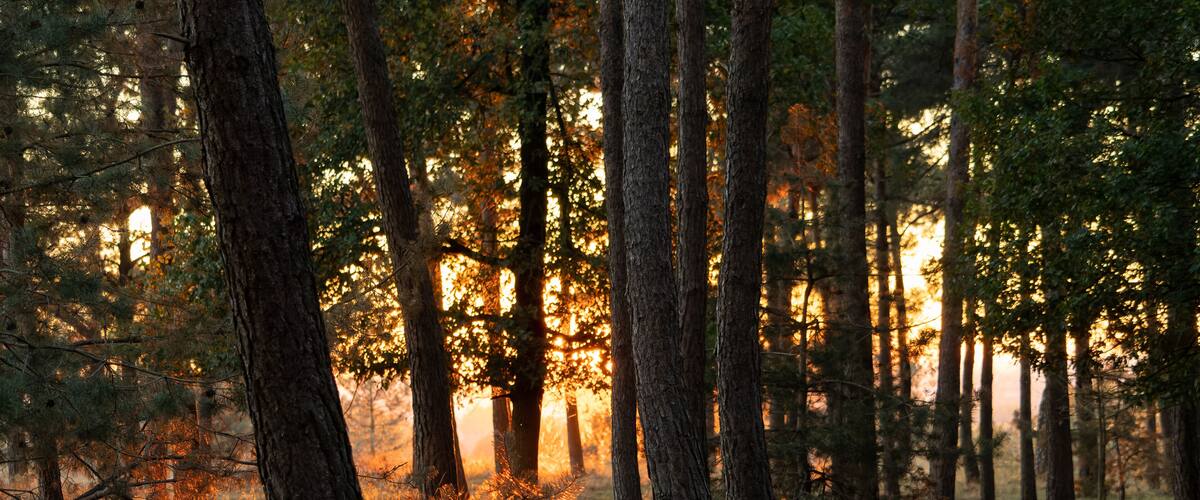A forest with tall trees and sunlight filtering through the leaves.