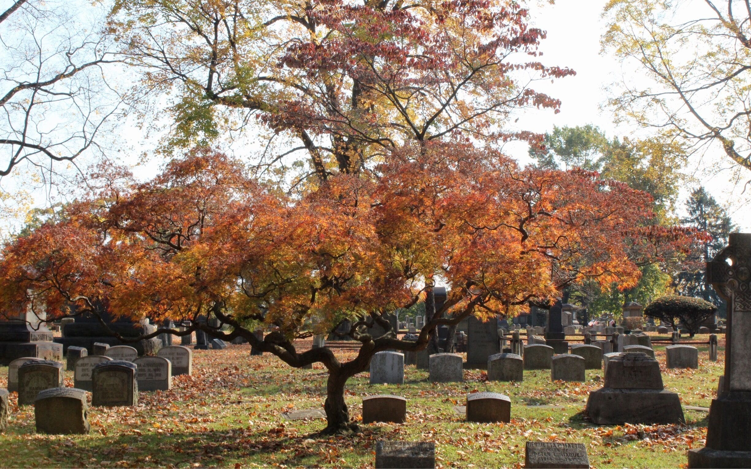Fall walk through this cemetery. Seems odd but great walking path and peaceful. 