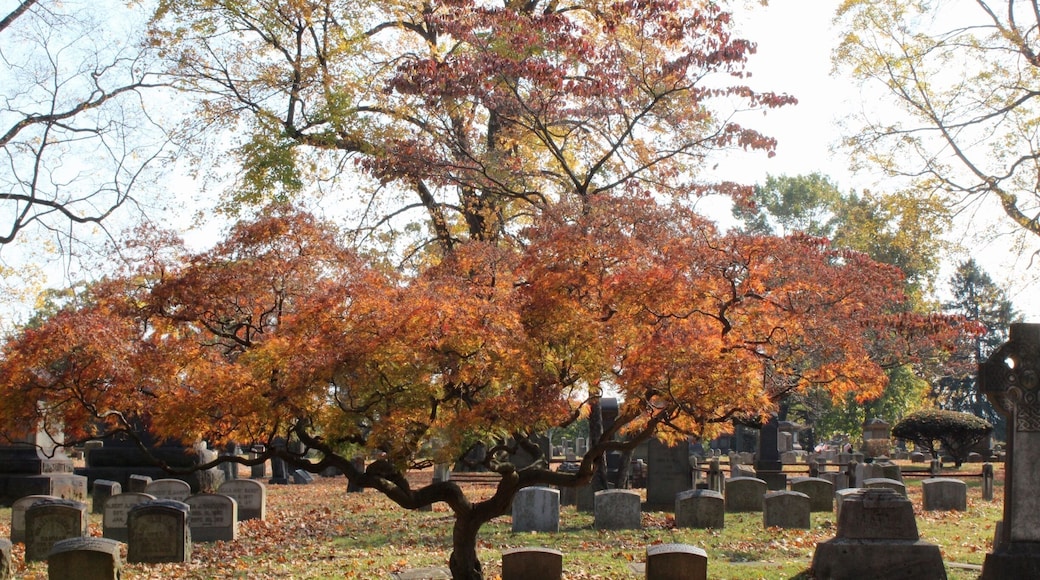 Fall walk through this cemetery. Seems odd but great walking path and peaceful.