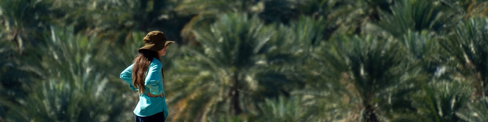 A person standing on a rocky outcrop overlooking a dense palm tree forest.