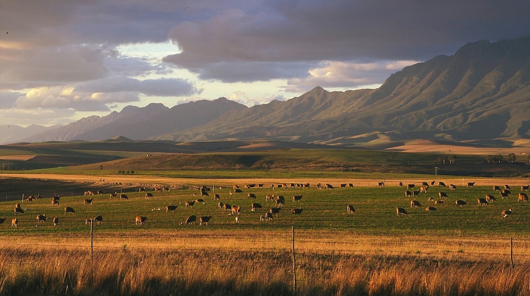 Swellendam fasiliteter samt dyr, åkre og landskap