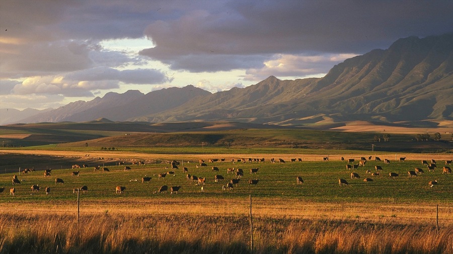 Swellendam which includes animals, fall colors and landscape views