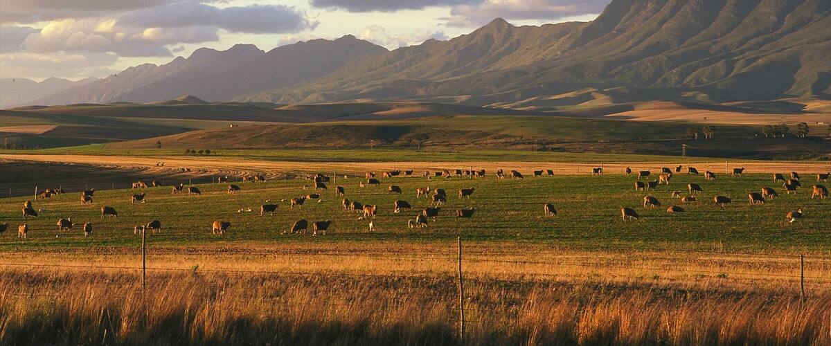 A vast field of grazing sheep with a mountainous backdrop.