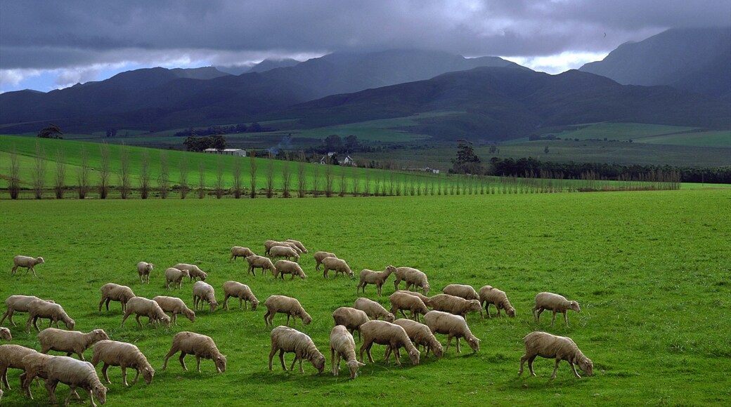 Swellendam que incluye vistas de paisajes, montañas y animales