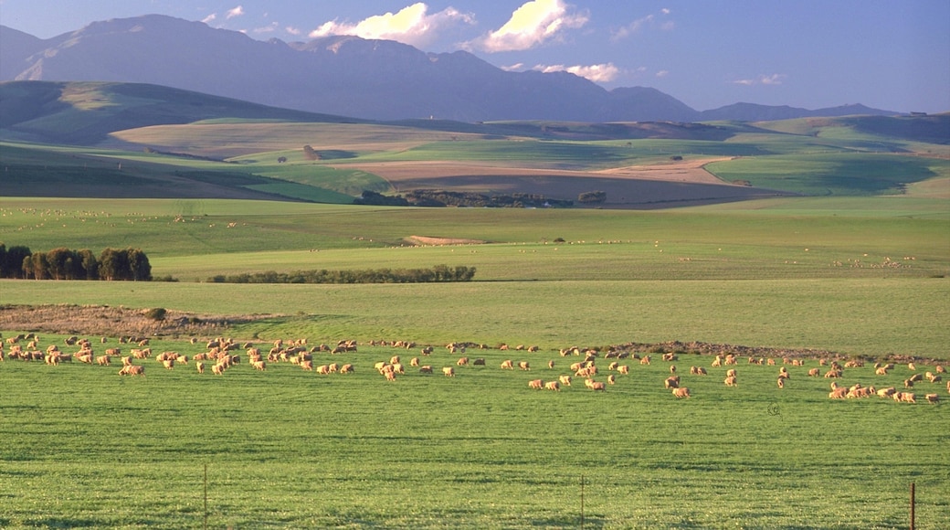 Swellendam fasiliteter samt åkre, rolig landskap og landskap