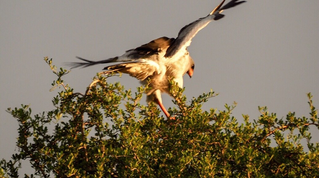 One of the many amazing sightings at Addo Game Reserve.... South Africaâs Eastern Cape is the perfect place to relax and experience nature at its best.