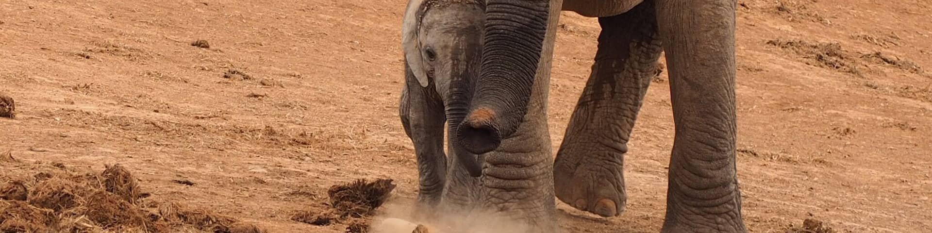 A herd of elephants in a dry, sandy landscape with sparse vegetation.