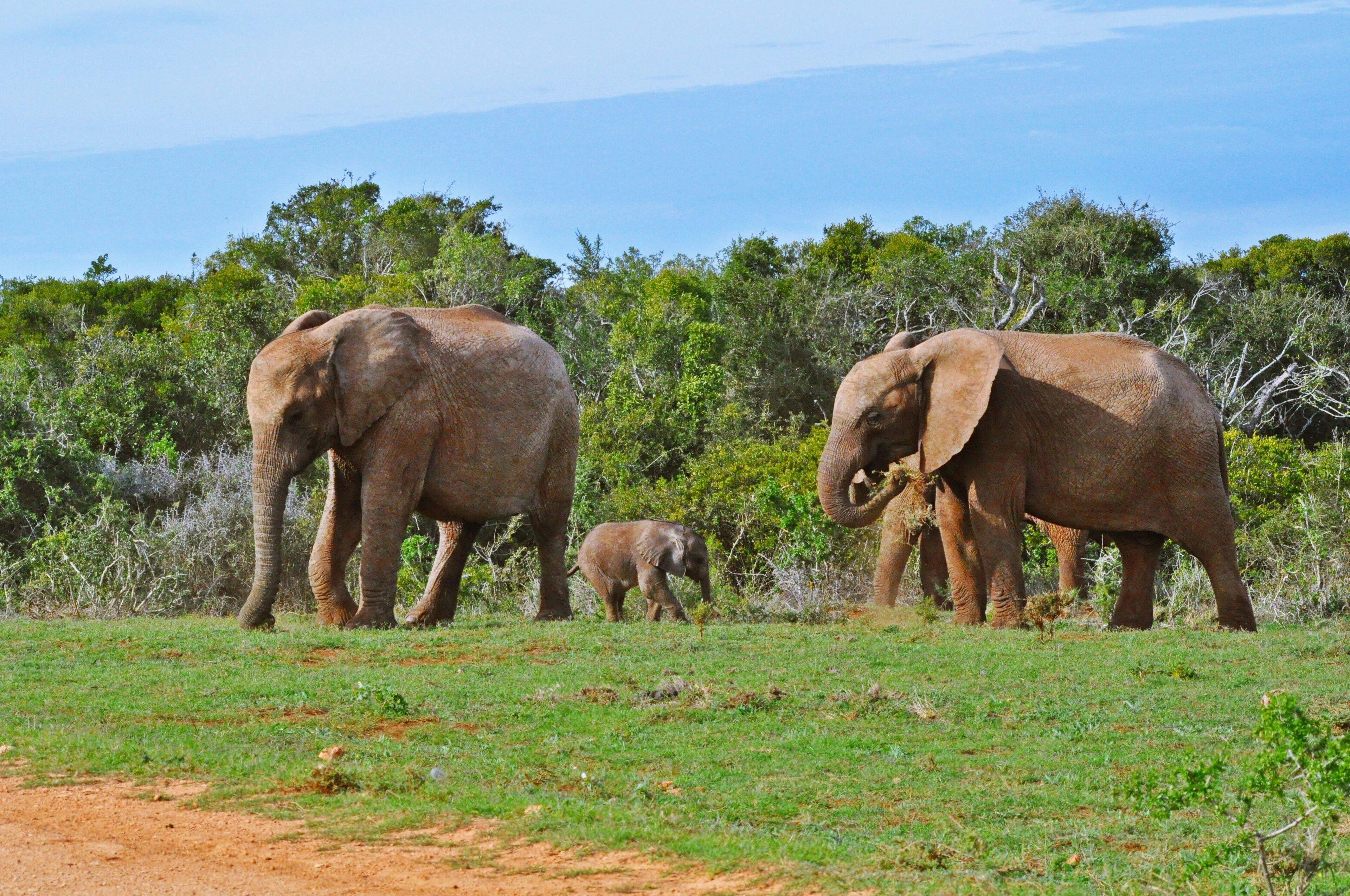 Three elephants in a grassy field with trees in the background.
