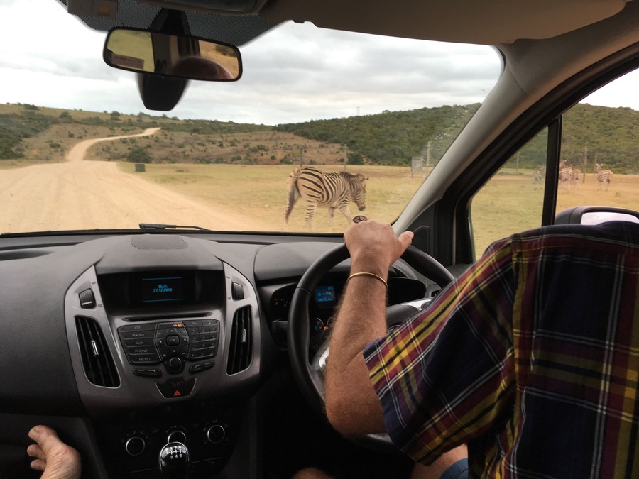 I had to do it! What is it? Yes, a zebra crossing. #OnTheRoad
