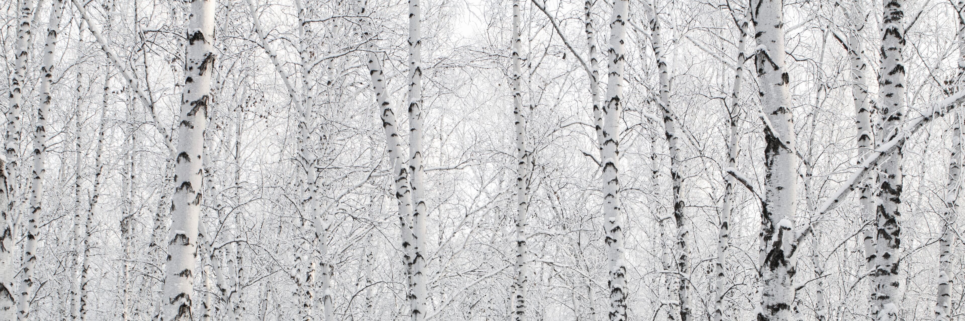 A birch forest in winter, covered in frost, against the backdrop of a blue sky at sunset