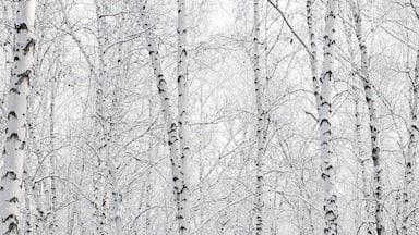 A birch forest in winter, covered in frost, against the backdrop of a blue sky at sunset
