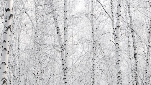 A birch forest in winter, covered in frost, against the backdrop of a blue sky at sunset