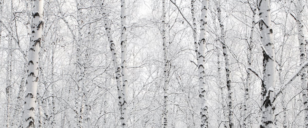 A dense forest of birch trees with snow-covered branches.