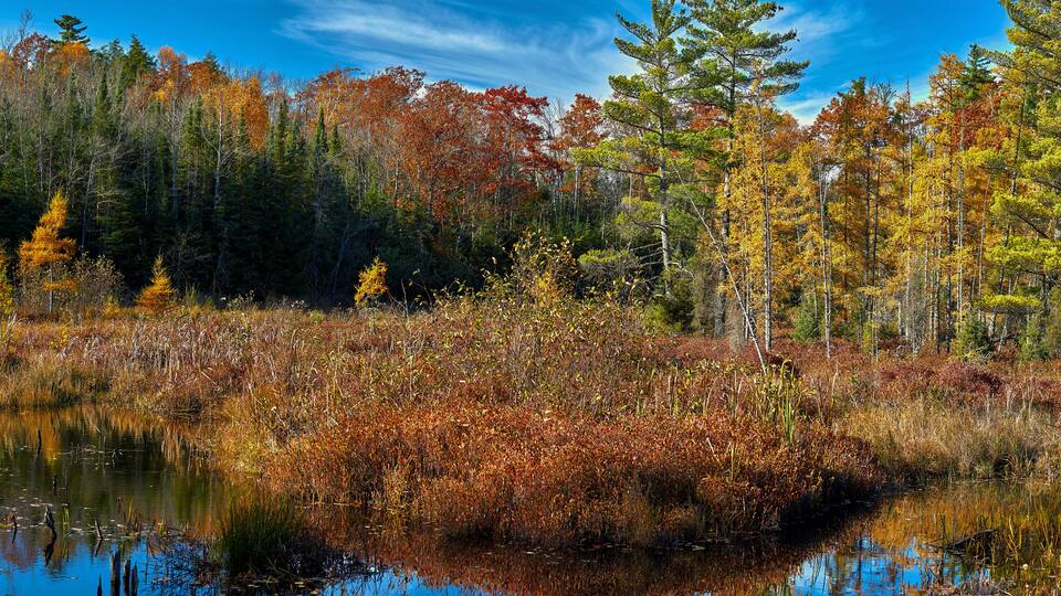 A forest with autumn foliage, a pond, and tall trees.