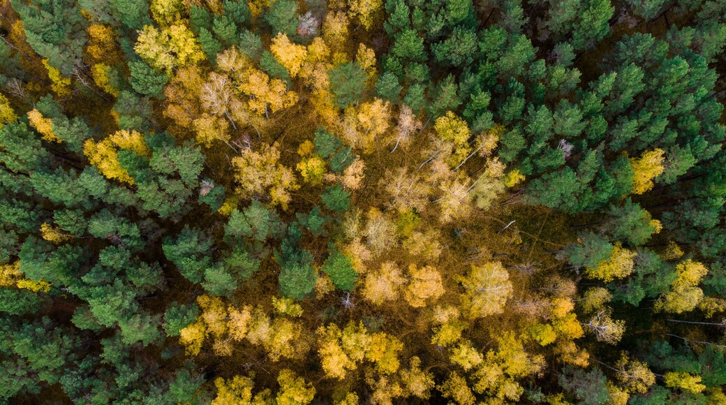Aerial view of mixed forest with green pines and yellow autumn trees forming a colorful natural pattern from above