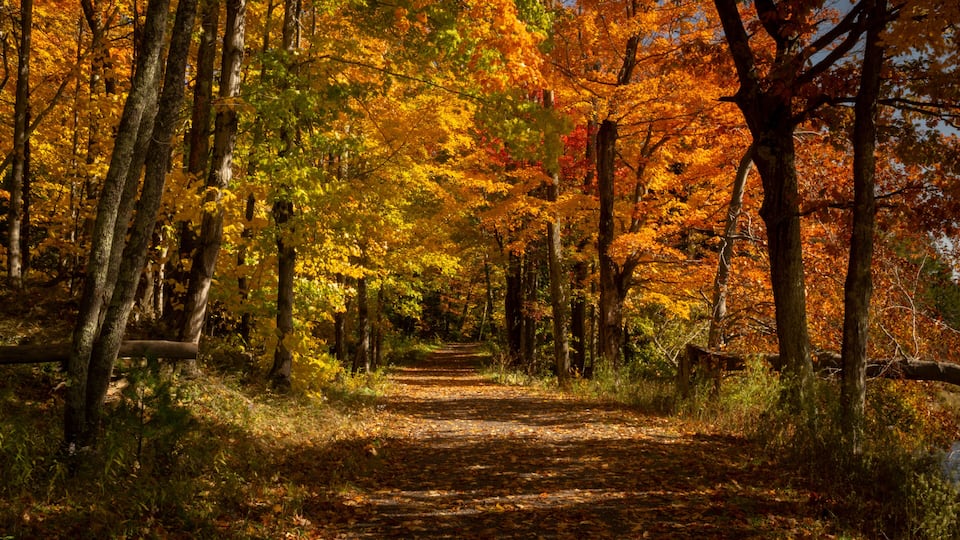 A forest path surrounded by trees with autumn foliage.