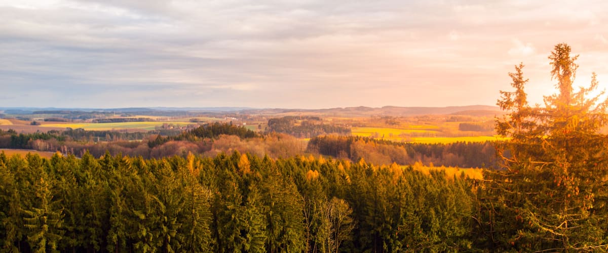 A forested landscape with a distant view of rolling hills and a cloudy sky.