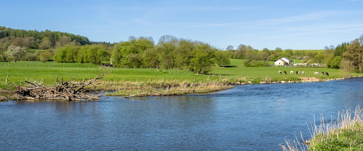 A river flowing through a green landscape with a barn and grazing cows.