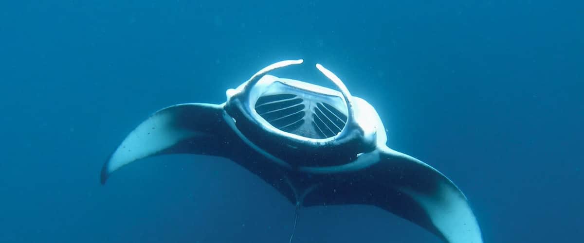 Manta Rays feeding at the Bay.