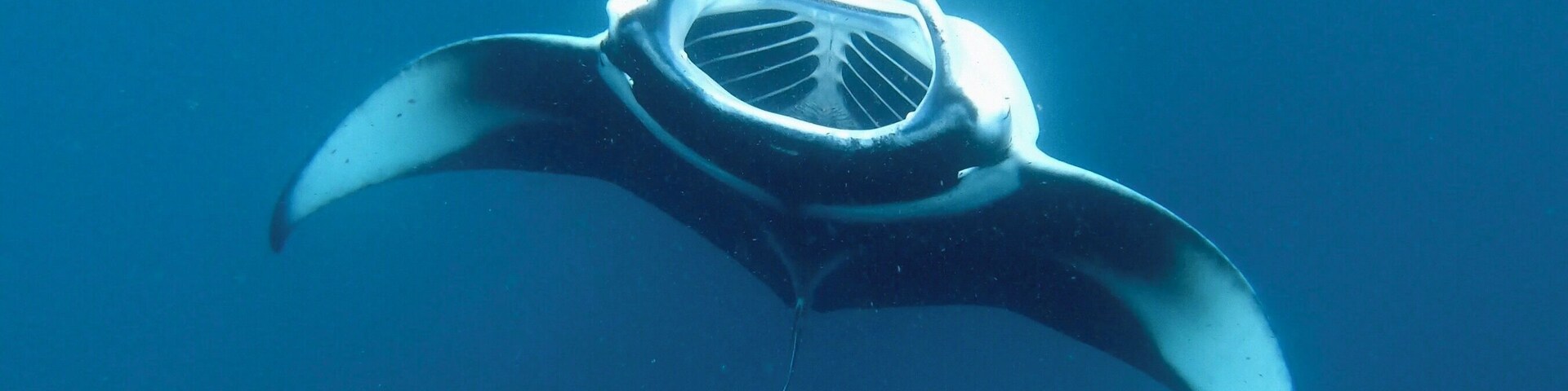 Manta Rays feeding at the Bay.