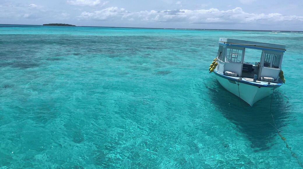 Not many Mantas at the Bay this morning, only about 10-15 of them