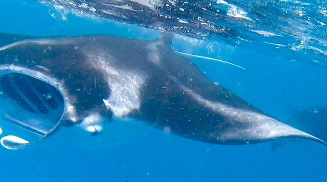 Up close and personal with the Manta Rays