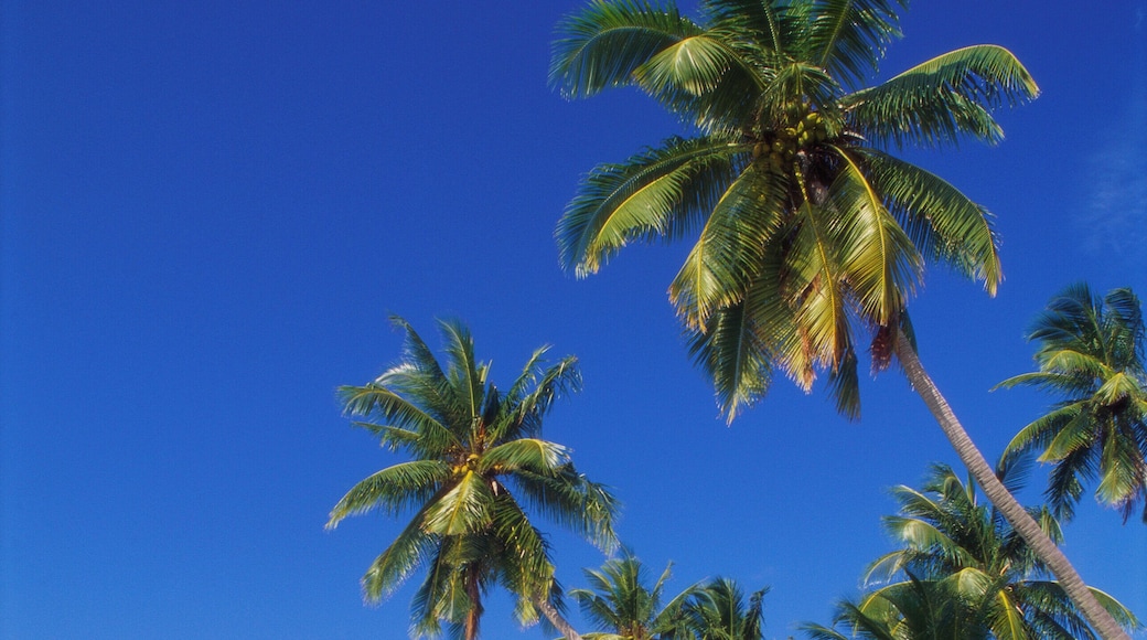 Beach at Nakatchafushi, North Male Atoll, Maldives