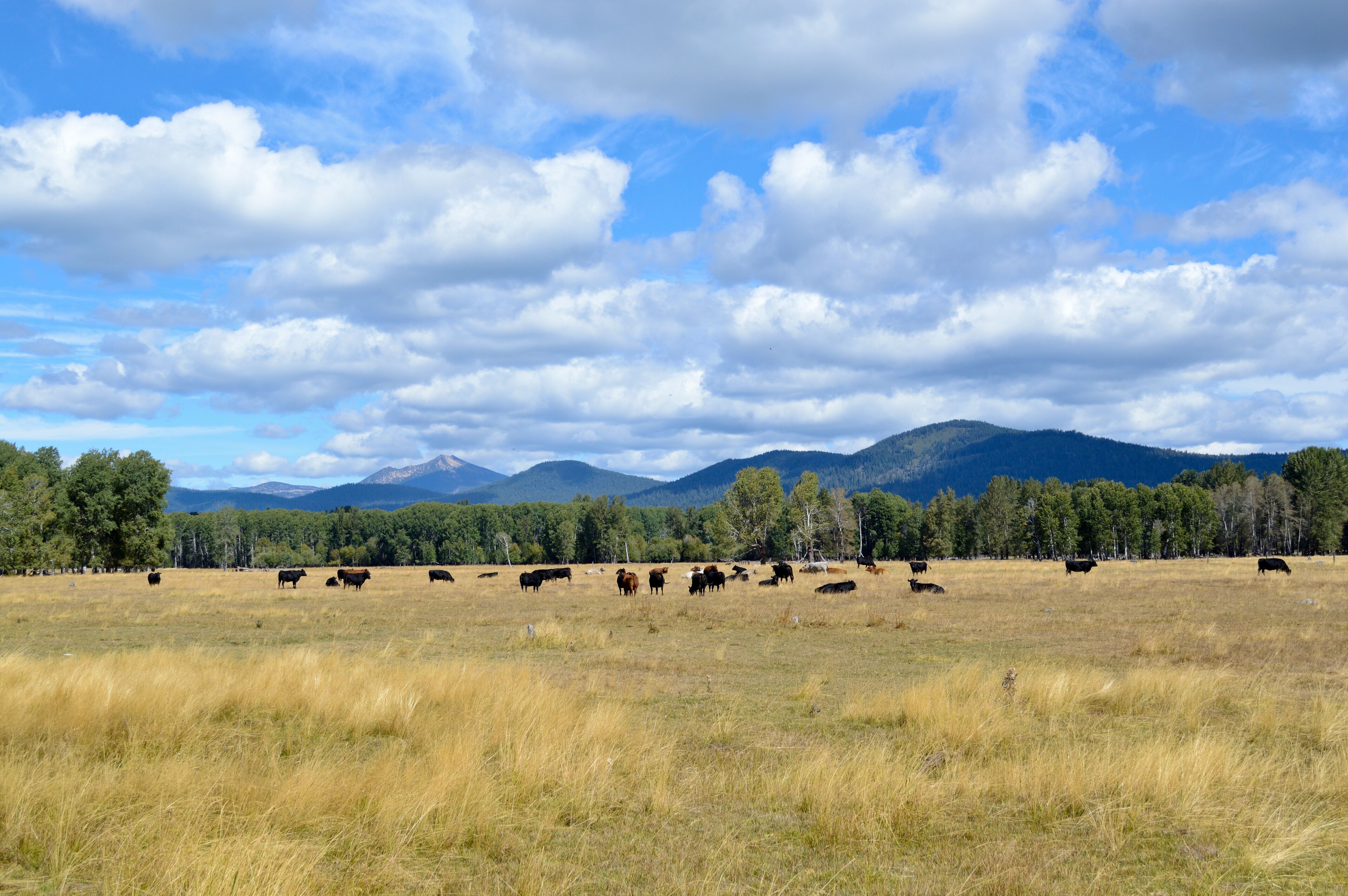 Grazing beef steers with mountains in the background