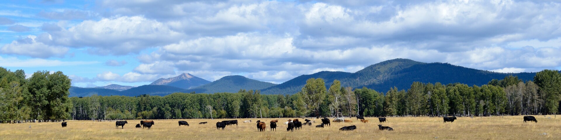 A wide-open field with grazing cattle and a forest line in the background.