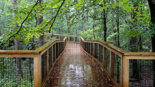 Oakridge Trail at Congaree National Park