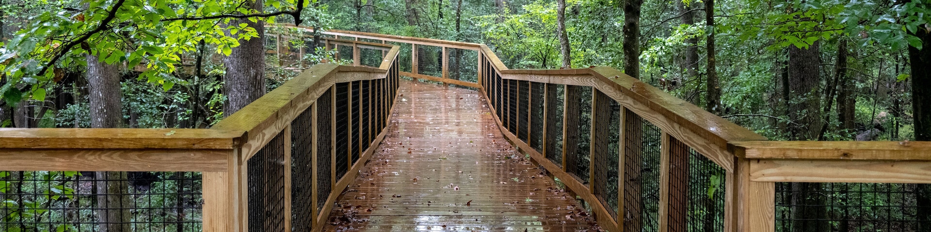 Oakridge Trail at Congaree National Park