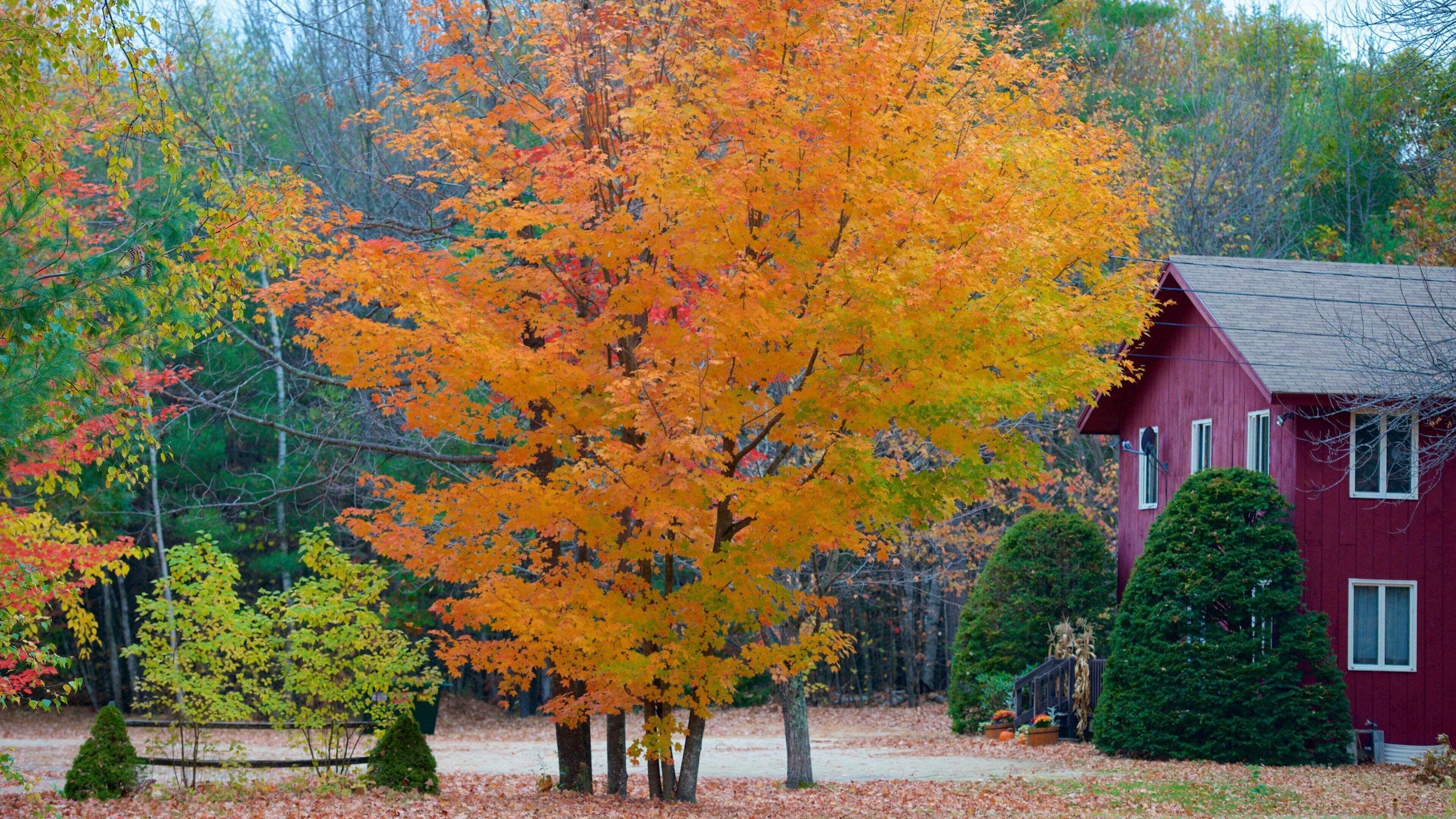 White Mountains fasiliteter samt høstløv og hus