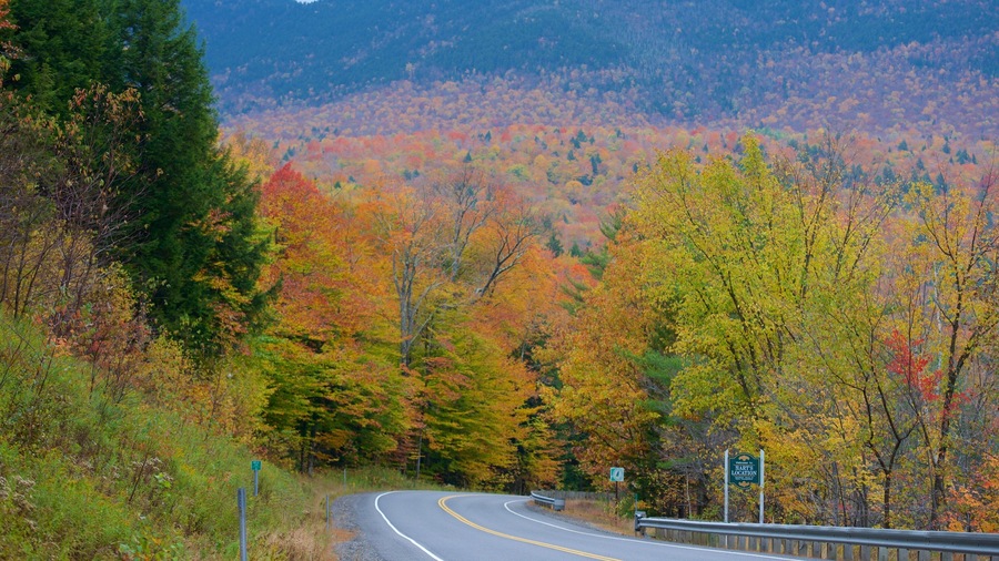 White Mountains Region mit einem Waldmotive und Herbstfarben