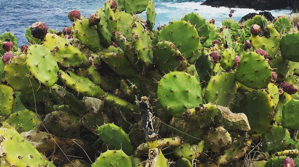 New Years day hike along the ocean #beachbound