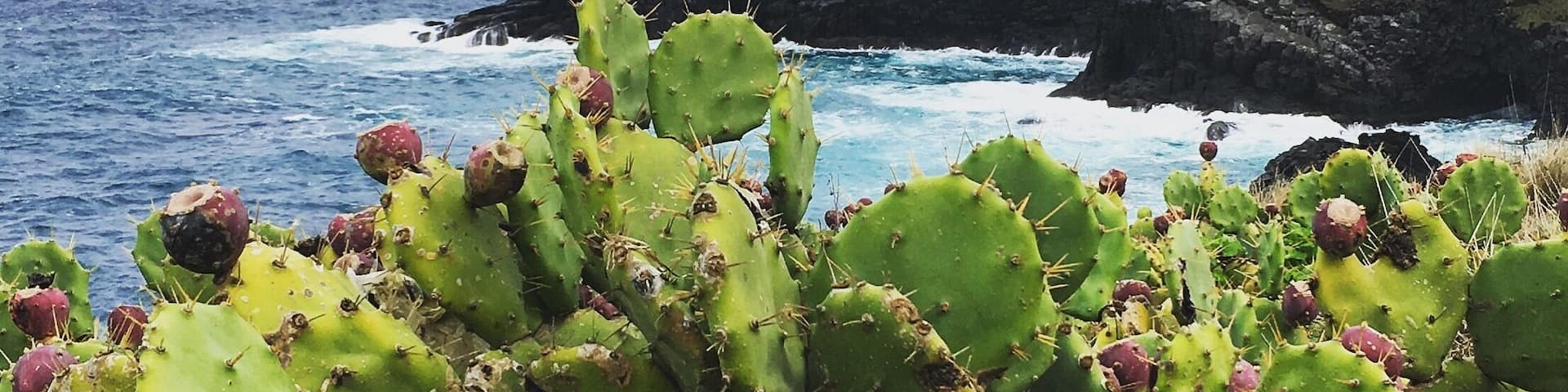 New Years day hike along the ocean #beachbound