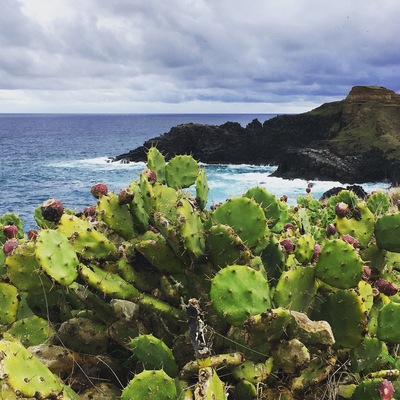 New Years day hike along the ocean #beachbound
