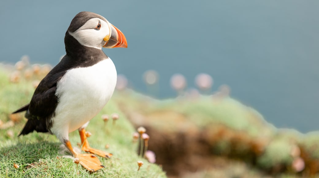 Puffin standing with flowers Noss Shetland Islands