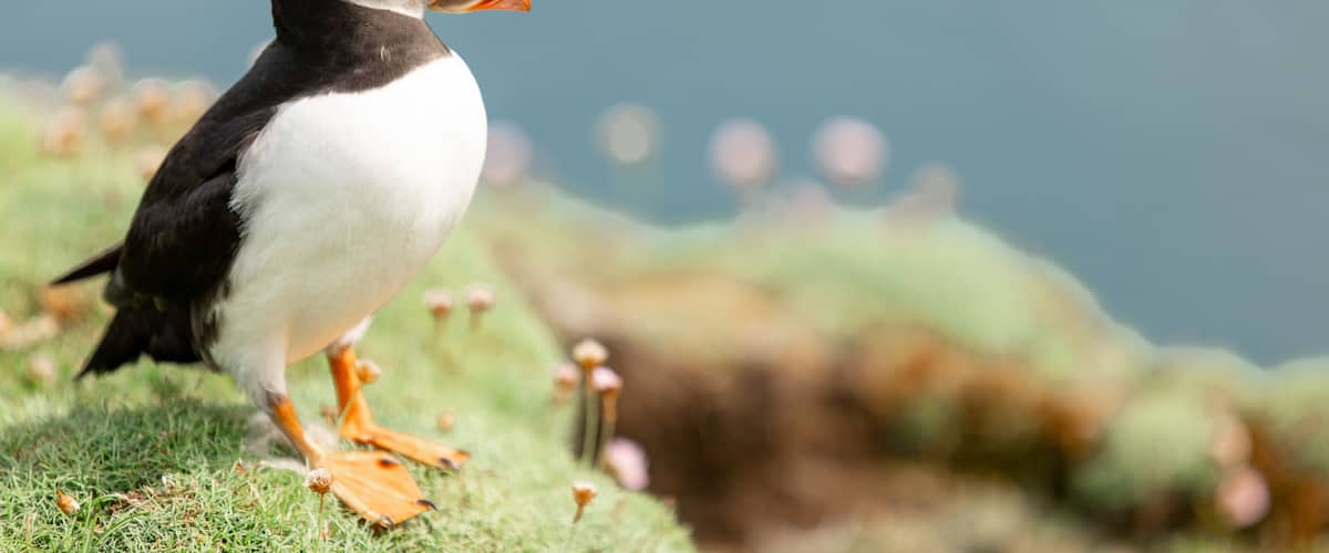Puffin standing with flowers Noss Shetland Islands