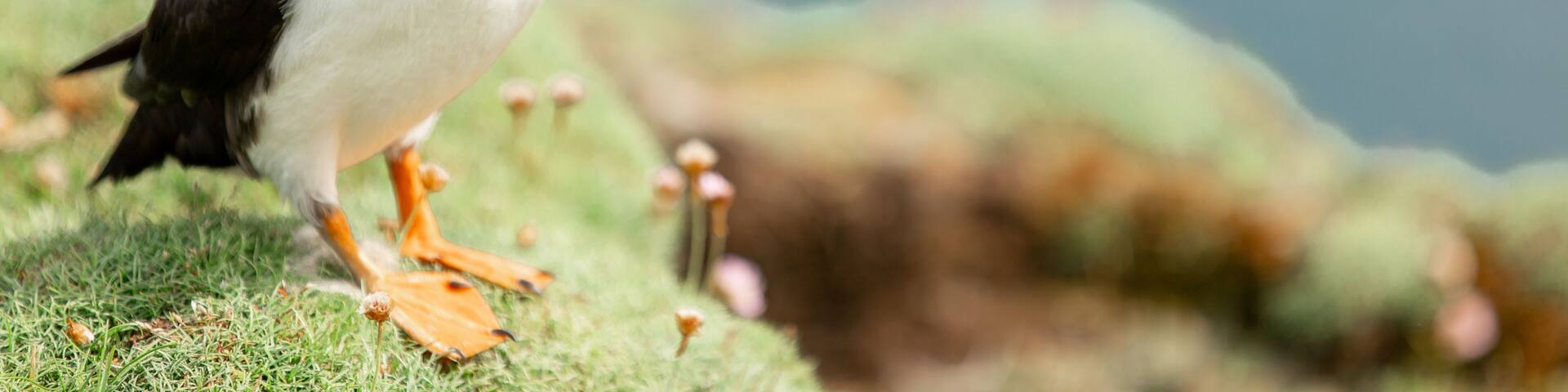 Puffin standing with flowers Noss Shetland Islands