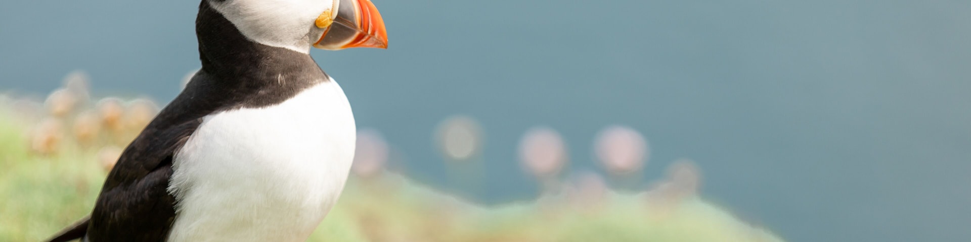 Puffin standing with flowers Noss Shetland Islands