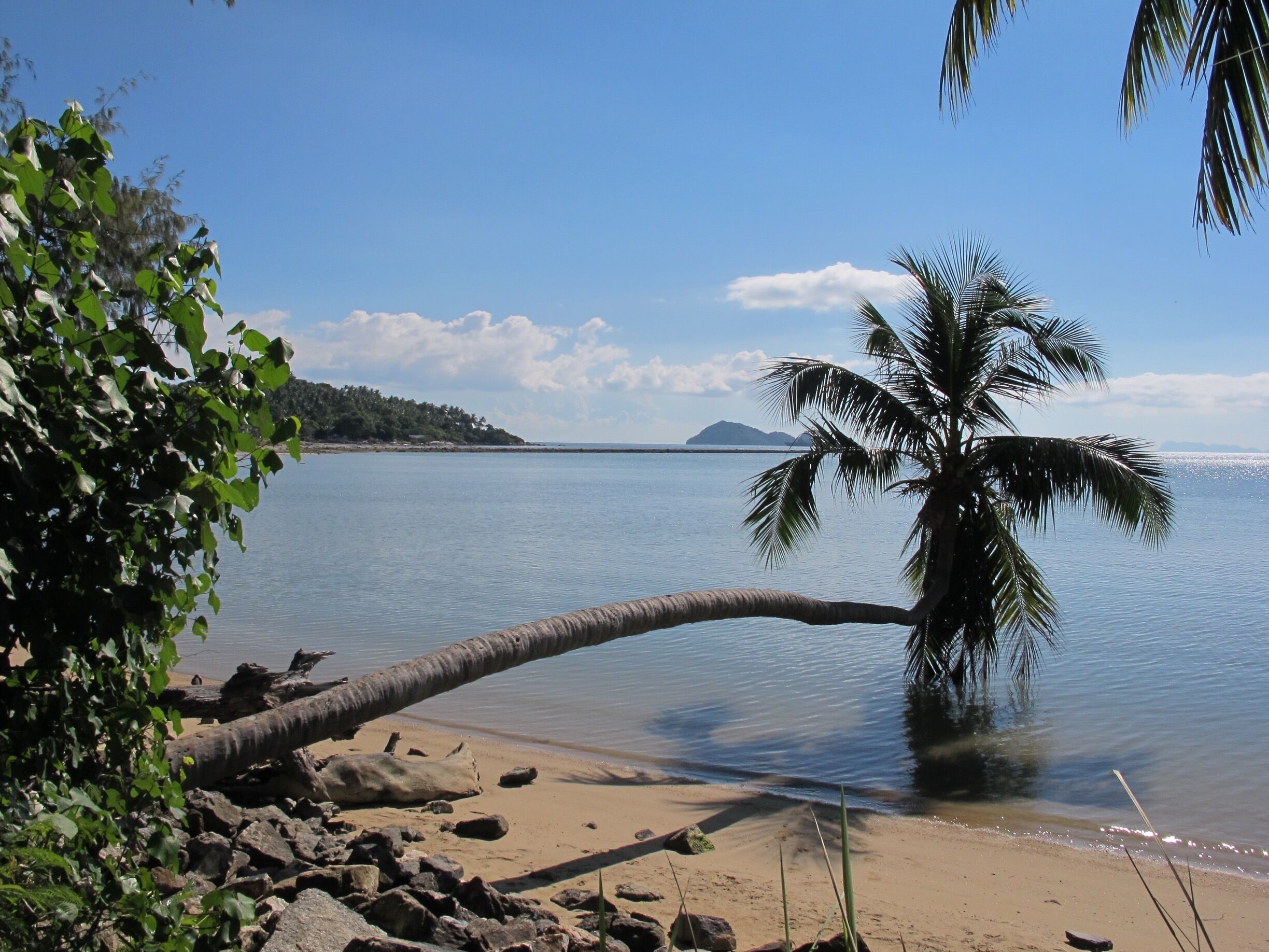 A beach with a leaning palm tree, calm water, and a distant island.