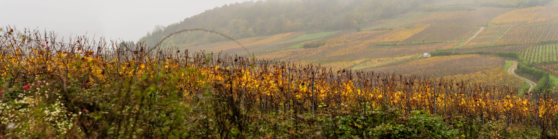 Ambiance matinale en Alsace : exploration du terroir viticole du pays de Ribeauvillé, Pays de Ribeauvillé, Alsace, CEA, France