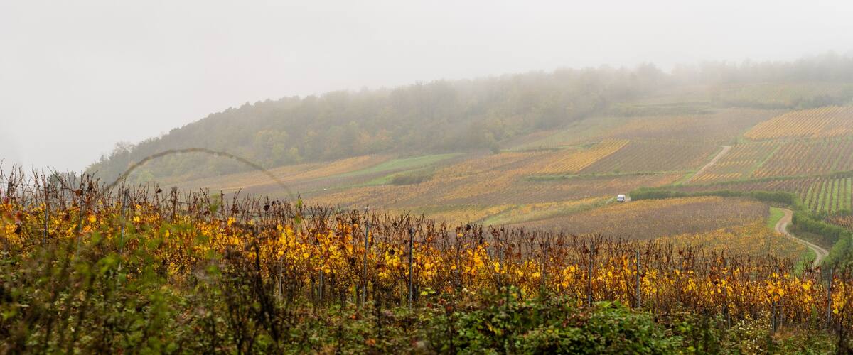 A misty valley with fields of yellow flowers and a winding road.