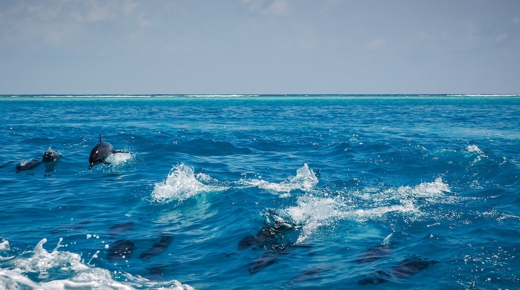 dolphin jumping out of water. A dolphin family leaping out of the clear blue Maldivian waters.